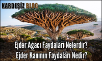 Ejder Ağacı Faydaları Nelerdir