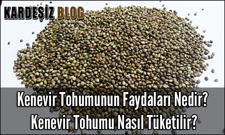 Kenevir tohumunun faydaları nelerdir Kenevir tohumunun faydaları nelerdir