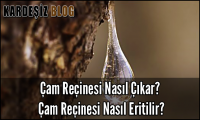 Çam Reçinesi Nasıl Çıkar