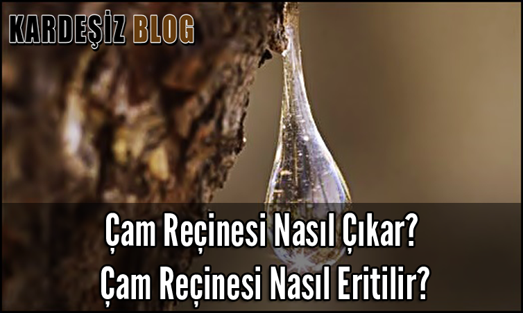 Çam Reçinesi Nasıl Çıkar