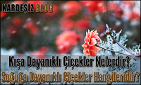 Kışa Dayanıklı Çiçekler Nelerdir