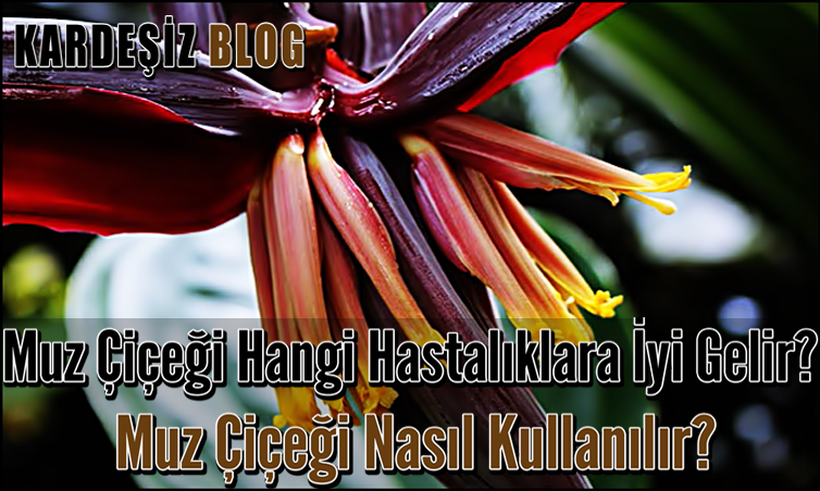 Muz Çiçeği Hangi Hastalıklara iyi Gelir