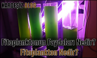 Fitoplanktonun Faydaları Nedir