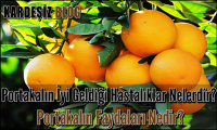 Portakalın iyi Geldiği Hastalıklar Nelerdir