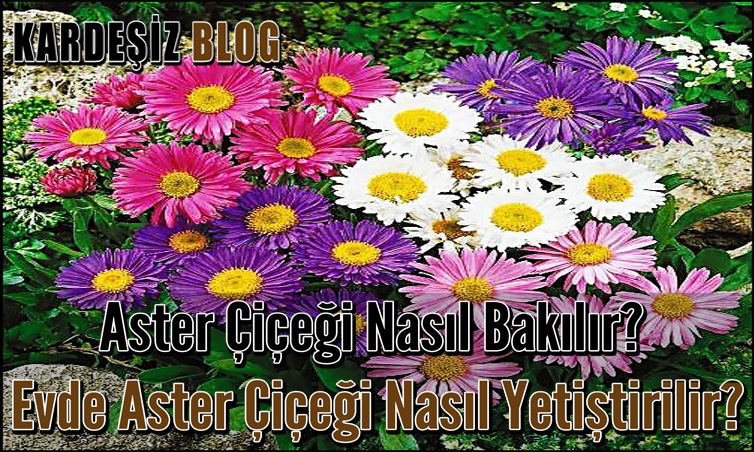 Aster Çiçeği Nasıl Bakılır