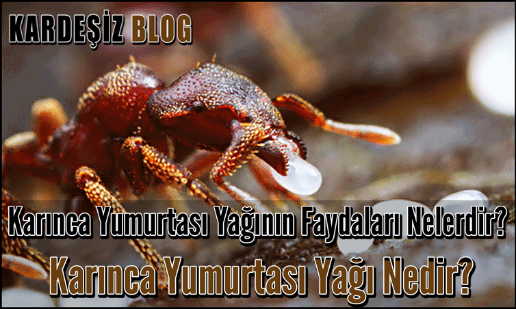 Karınca Yumurtası Yağının Faydaları Nelerdir