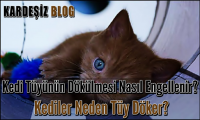 Kedi Tüyünün Dökülmesi Nasıl Engellenir