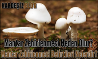 Mantar Zehirlenmesi Neden Olur
