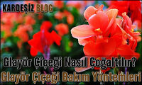 Glayör Çiçeği Nasıl Çoğaltılır