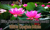 Nilüfer Çiçeğinin Bilinmeyen Faydaları Nelerdir