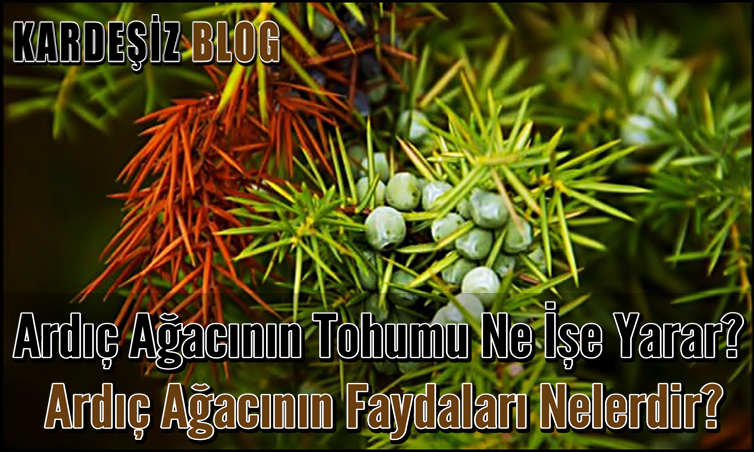 Ardıç Ağacının Tohumu Ne işe Yarar