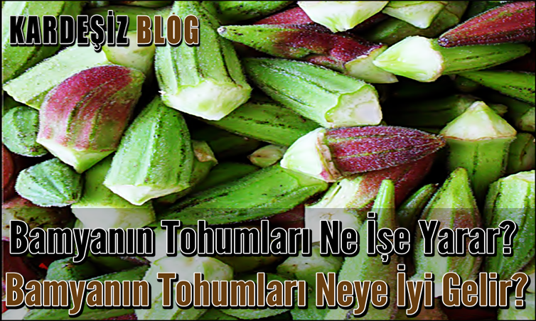 Bamyanın Tohumları Ne işe Yarar