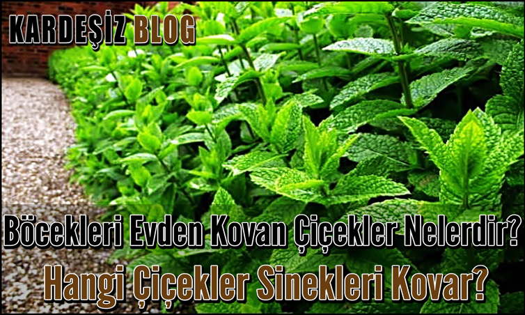 Böcekleri Evden Kovan Çiçekler Nelerdir