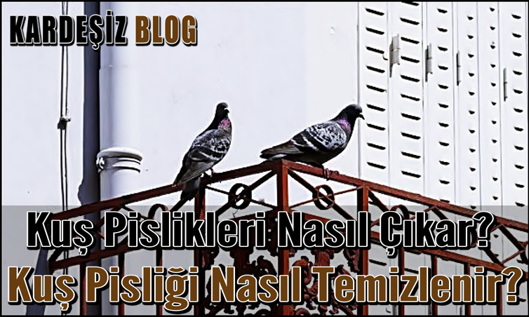 Kuş Pislikleri Nasıl Çıkar