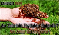 Arı Zehrinin Faydaları Nelerdir