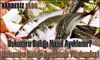 Uskumru Balığı Nasıl Ayıklanır