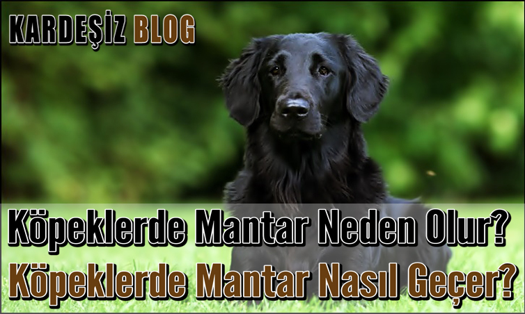 Kopeklerde Mantar Neden Olur Kopeklerde Mantar Nasil Gecer