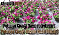 Petunya Çiçeği Nasıl Yetiştirilir
