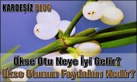 Ökse Otu Neye iyi Gelir