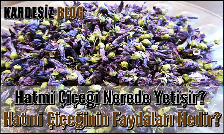 Hatmi Çiçeği Nerede Yetişir