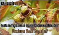 Kestane Toplamanın Pratik Yöntemleri Nelerdir
