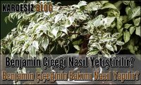 Benjamin Çiçeği Nasıl Yetiştirilir