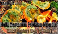 Melki Mantarının Faydaları Nelerdir