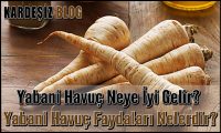 Yabani Havuç Neye iyi Gelir