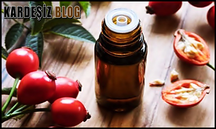 Kuşburnu Yağı Nedir