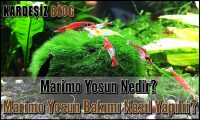 Marimo Yosun Nedir