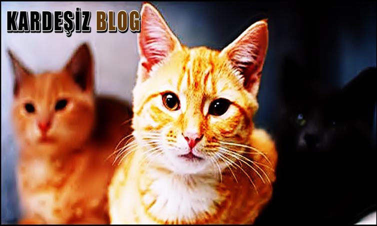 Kediler Hakkında Bilgiler