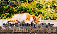 Kediler Hakkında ilginç Bilgiler