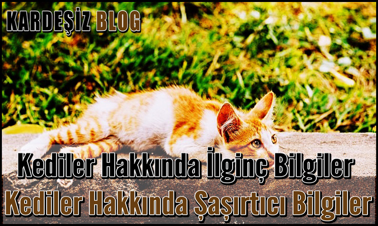 Kediler Hakkında ilginç Bilgiler
