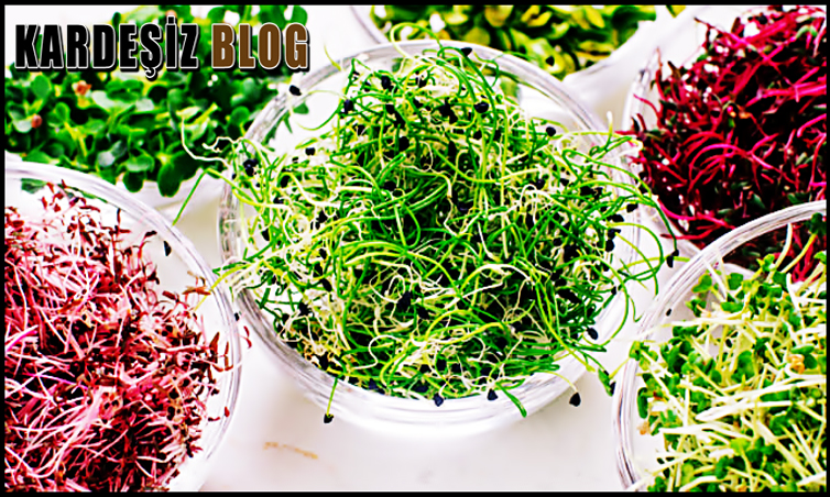 Mikro Filizlerin Faydaları