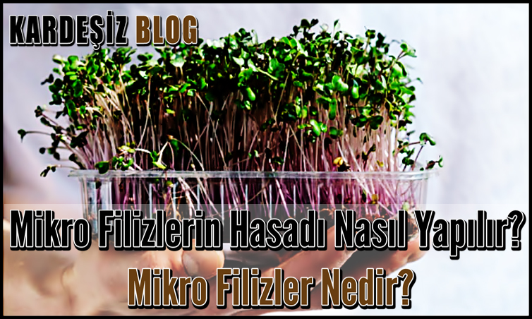 Mikro Filizlerin Hasadı Nasıl Yapılır