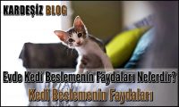 Evde Kedi Beslemenin Faydaları Nelerdir