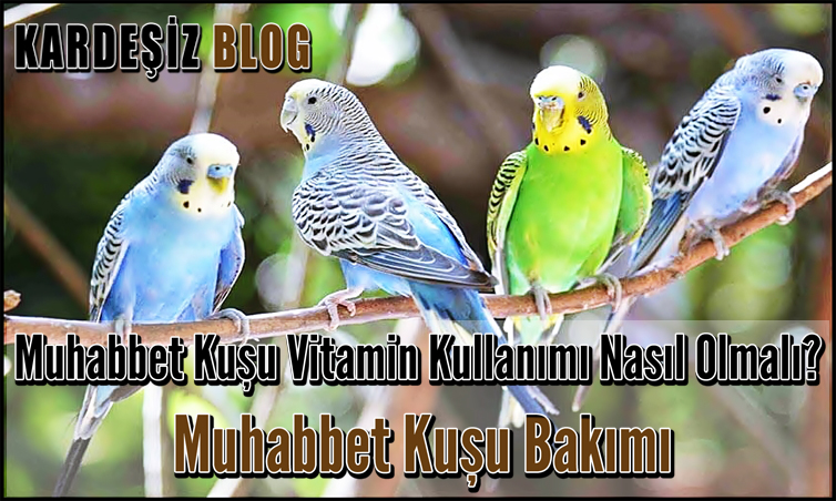 Muhabbet Kuşu Vitamin Kullanımı Nasıl Olmalı