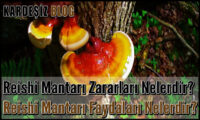 Reishi Mantarı Zararları Nelerdir