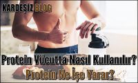 Protein Vücutta Nasıl Kullanılır