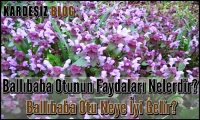 Ballıbaba Otunun Faydaları Nelerdir