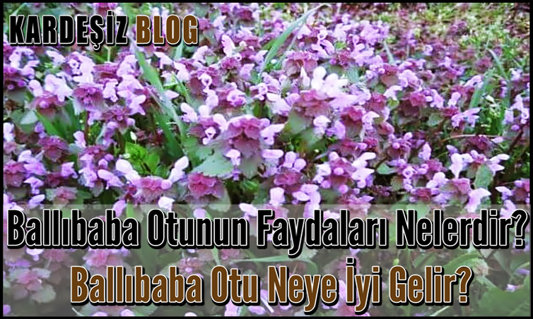 Ballıbaba Otunun Faydaları Nelerdir