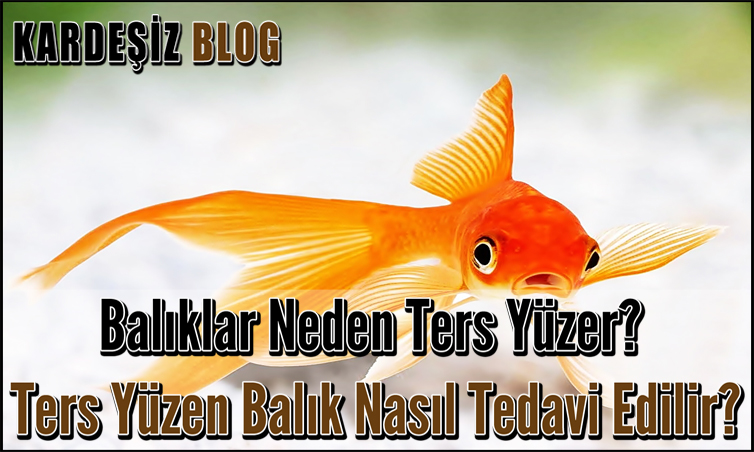 Balıklar Neden Ters Yüzer