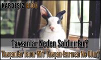 Tavşanlar Neden Saldırırlar