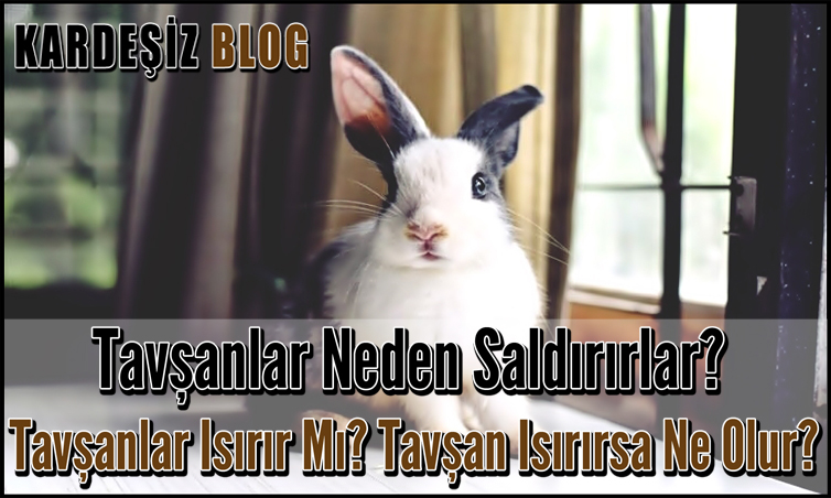 Tavşanlar Neden Saldırırlar