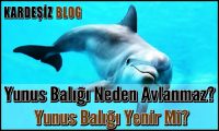 Yunus Balığı Neden Avlanmaz