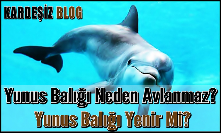 Yunus Balığı Neden Avlanmaz