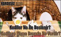 Kediler Ne ile Beslenir