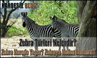 Zebra Türleri Nelerdir