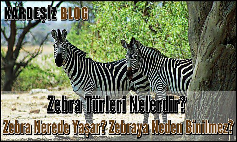Zebra Türleri Nelerdir