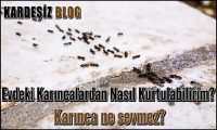 Evdeki Karıncalardan Nasıl Kurtulabilirim